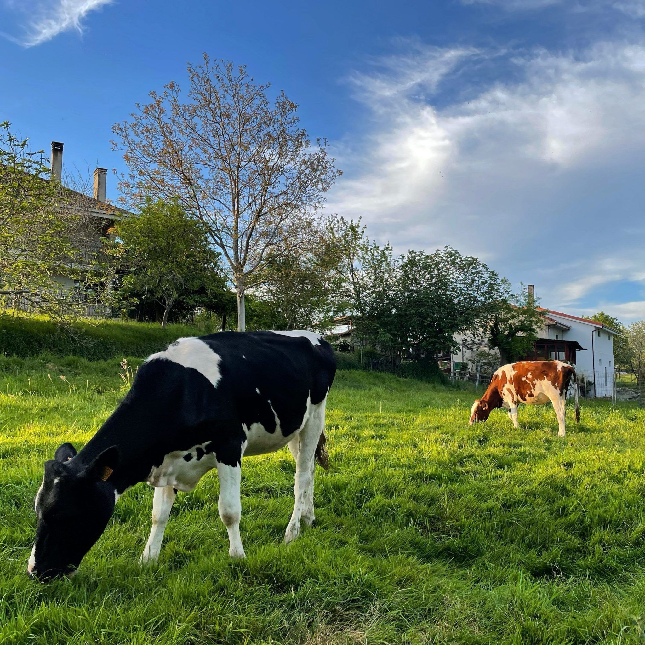 Grazing cows